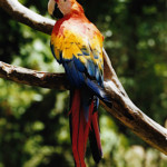 Parrot at zoo