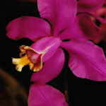 Orchid Orchid