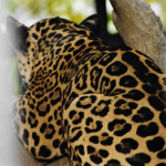 San Jose Zoo, Jaguar