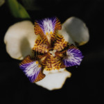 Orchid Orchid