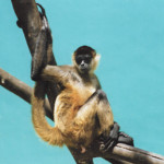 San Jose Zoo, Monkey