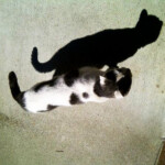 Aubry, cat that visited the office, Portland, Oregon