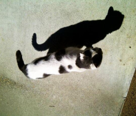 Aubry, cat that visited the office, Portland, Oregon