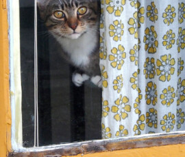 Cat in window, NW Portland, Oregon