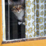 Cat in window, NW Portland, Oregon