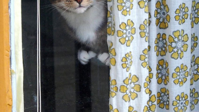 Cat in window, NW Portland, Oregon