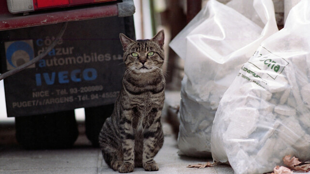 German cat
