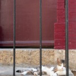 Cat in Valbonne, France