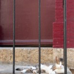 Cat in Valbonne, France