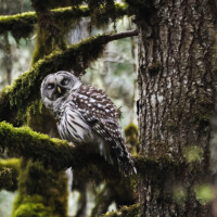 Barred Owl