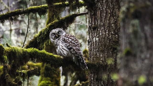 Barred Owl