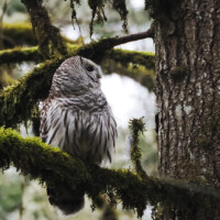 Barred Owl