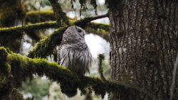 Barred Owl