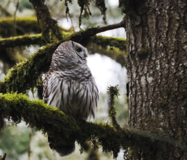 Barred Owl