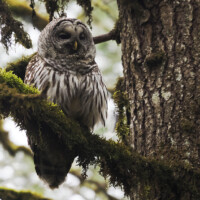 Barred Owl