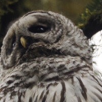 Barred Owl