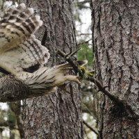 Barred Owl