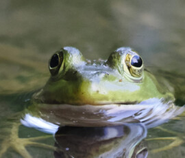 Frog in pond
