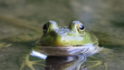 Frog in pond